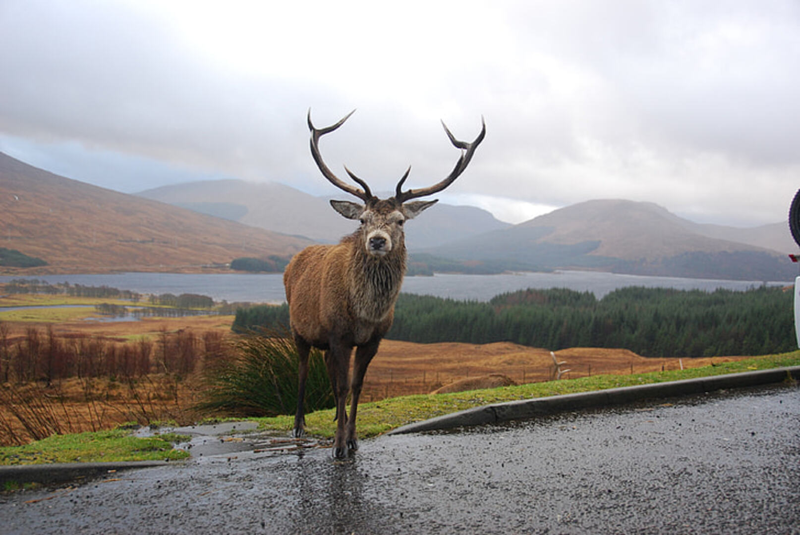 Red Deer in Highland Landscape